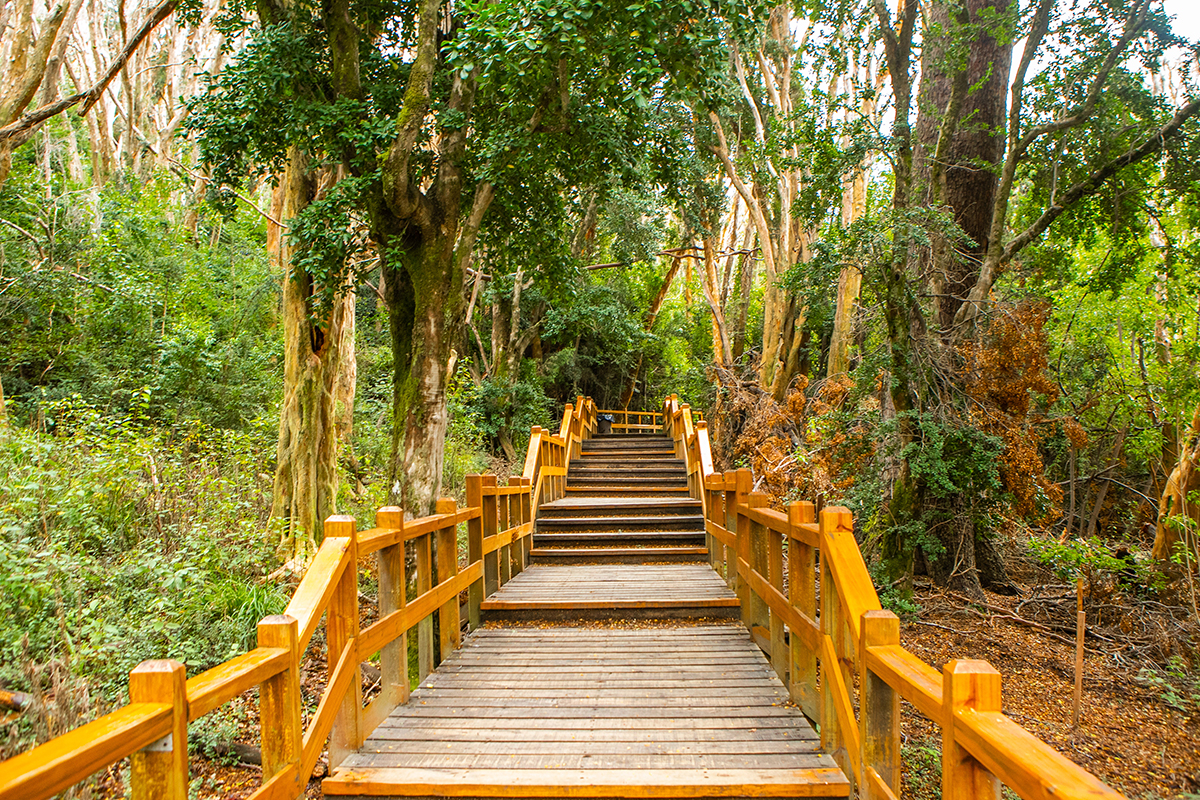 Isla Victoria & Bosque de Arrayanes