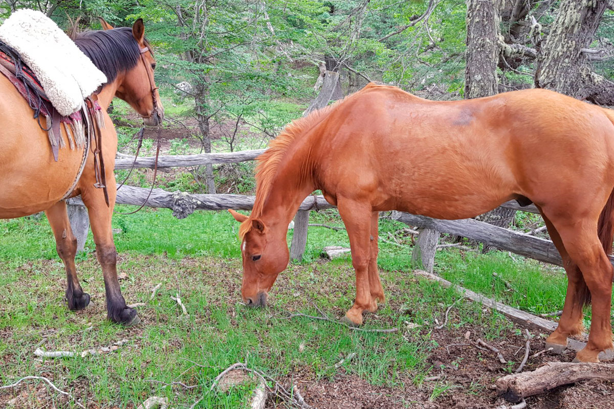 Cabalgata por la Estepa Patagónica